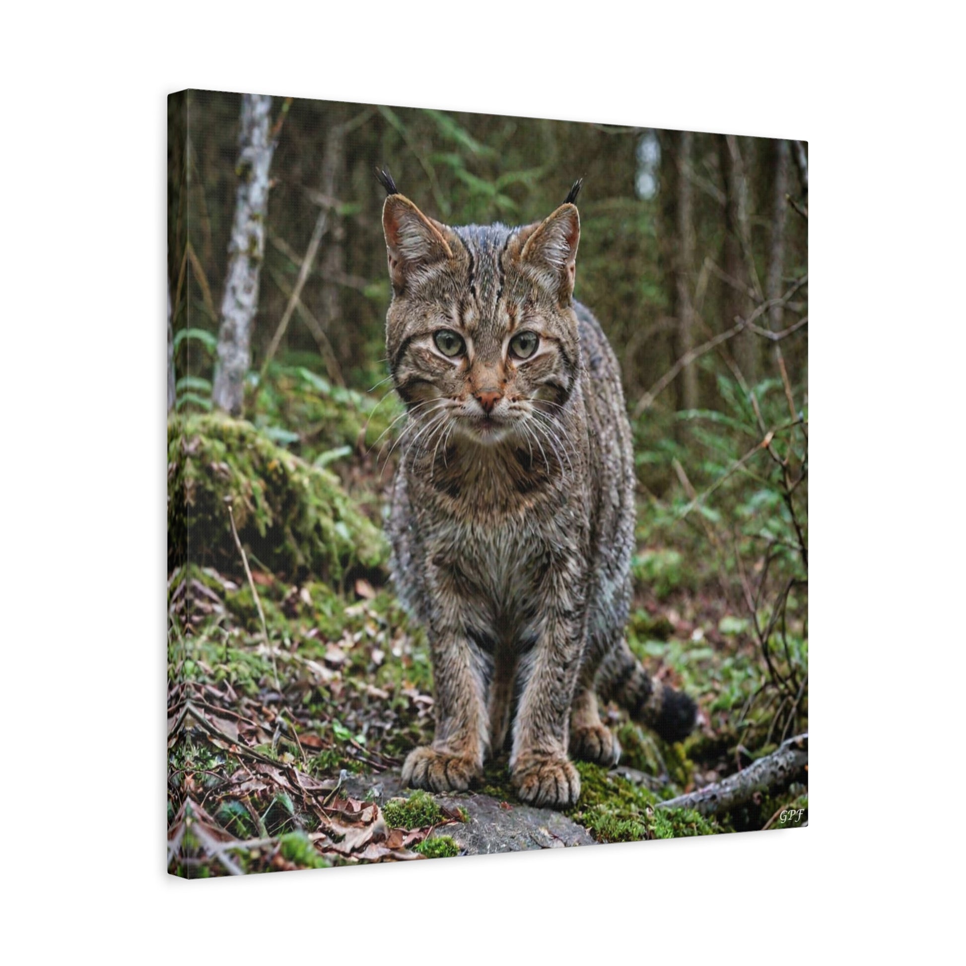 European Wildcat (155) - Great Pictures Framed