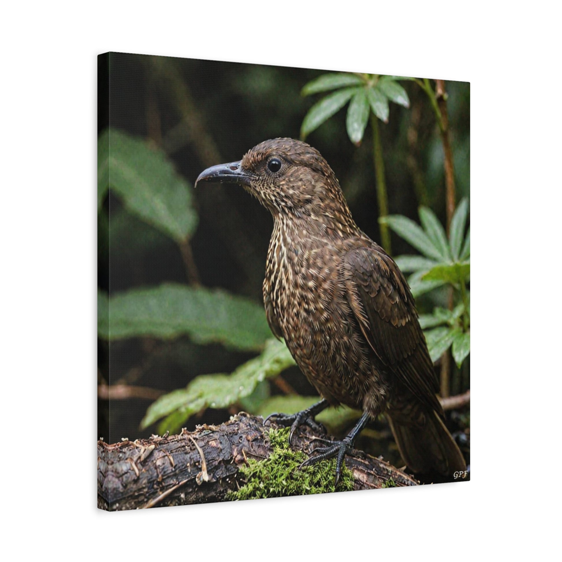 Oilbird (0227) - Great Pictures Framed