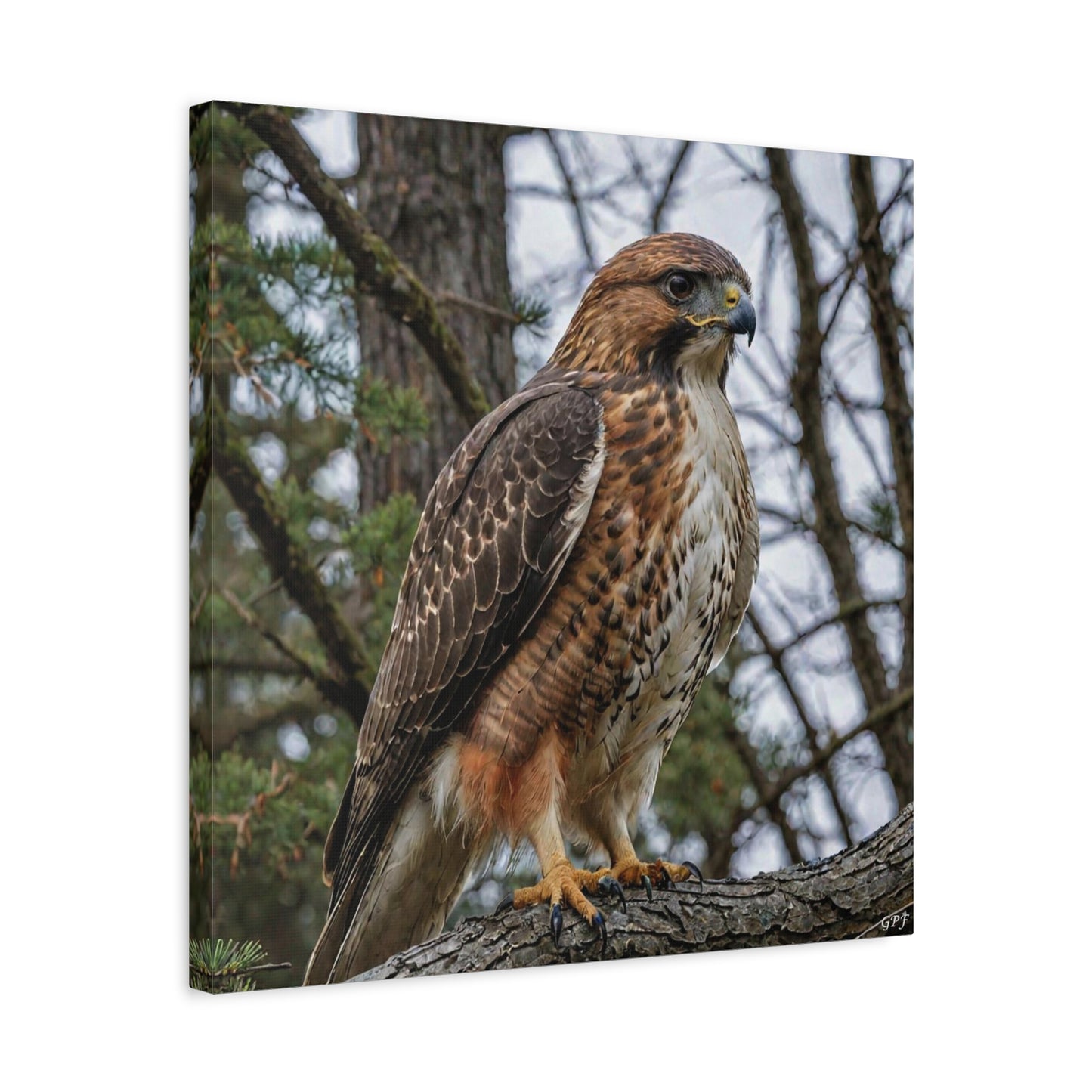 Red-tailed Hawk (0188) - Great Pictures Framed