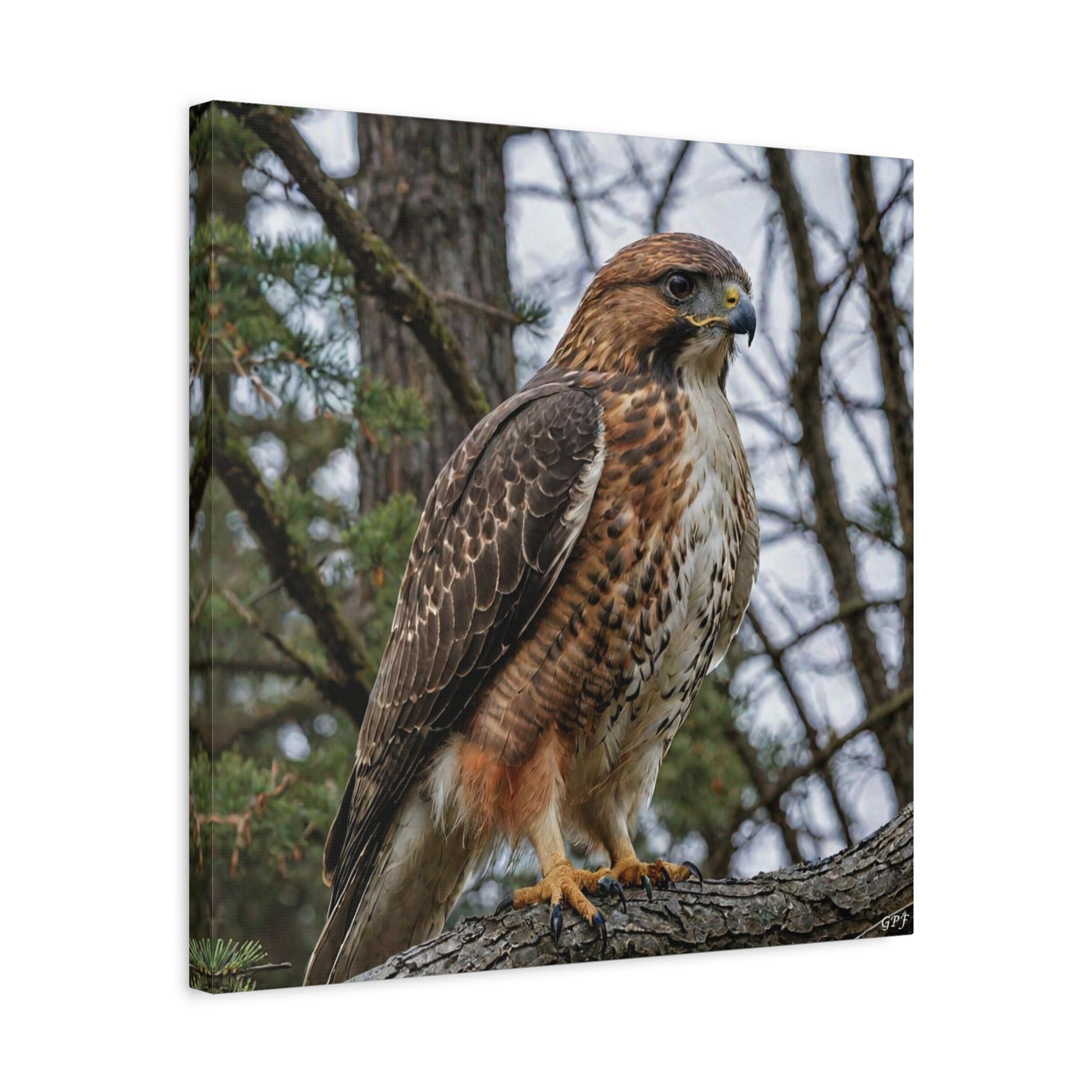 Red-tailed Hawk (0188) - Great Pictures Framed