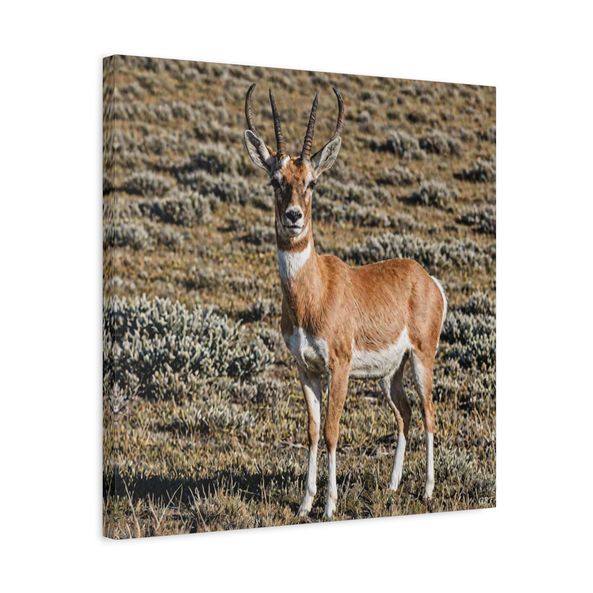 Pronghorn (057) - Great Pictures Framed