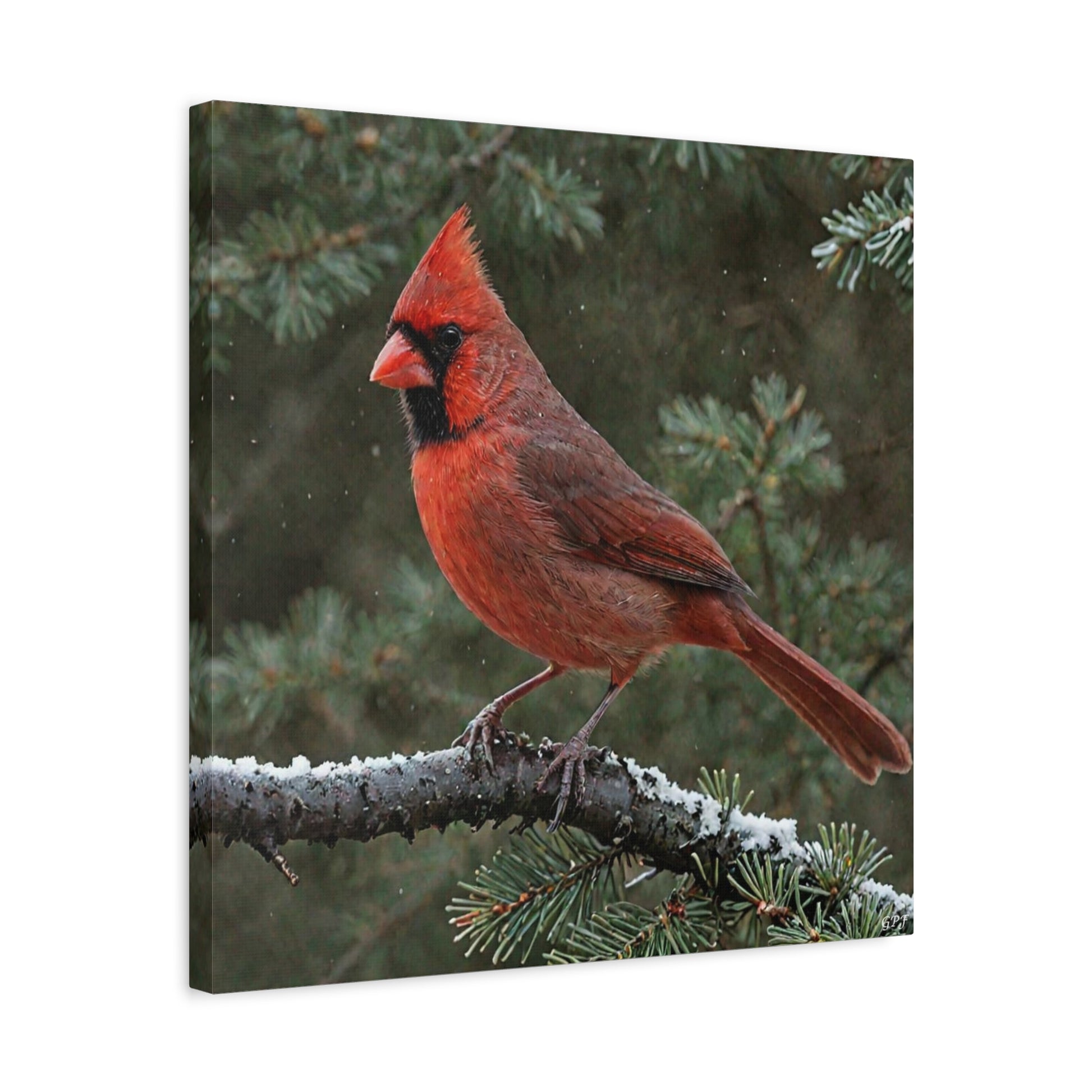 Northern Cardinal (0179) - Great Pictures Framed