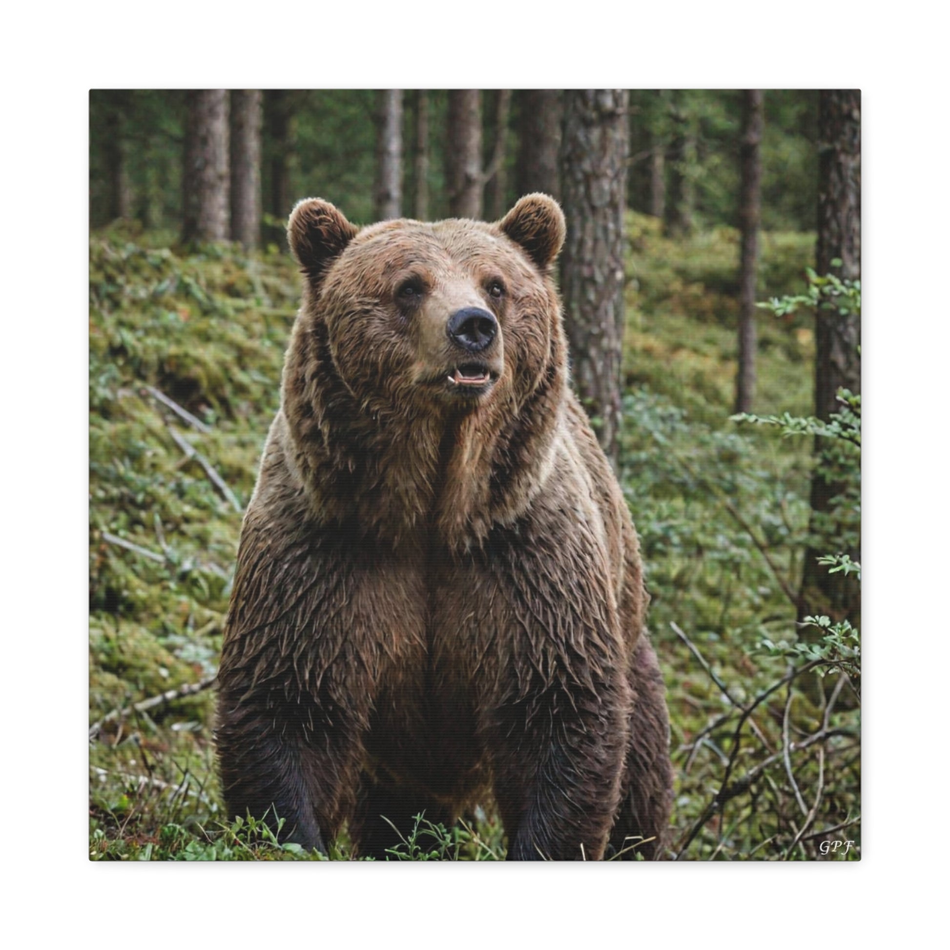 European Brown Bear (121) - Great Pictures Framed