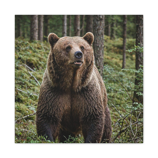 European Brown Bear (121) - Great Pictures Framed