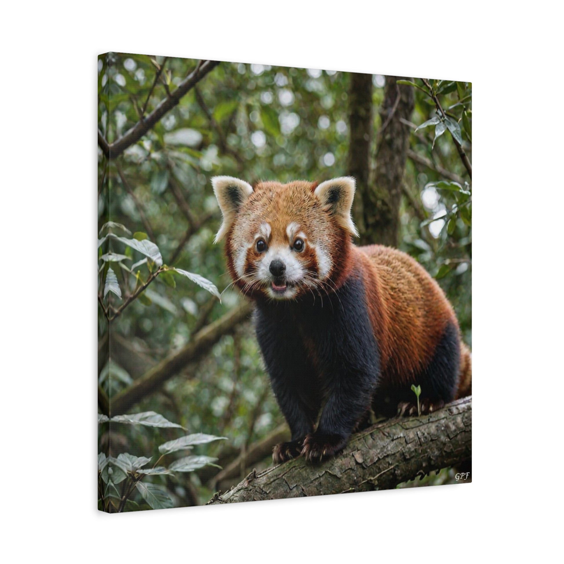 Red Panda (169) - Great Pictures Framed