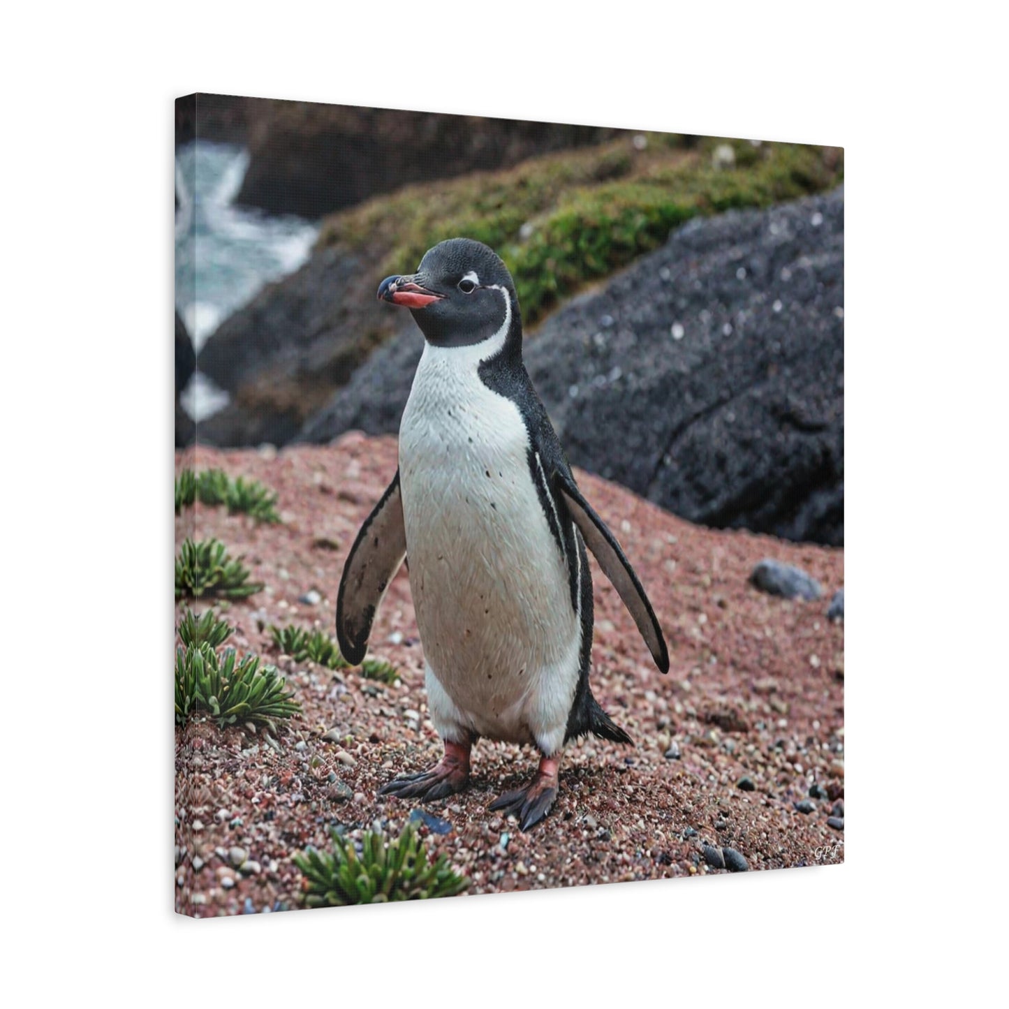 Fairy Penguin (0095) - Great Pictures Framed
