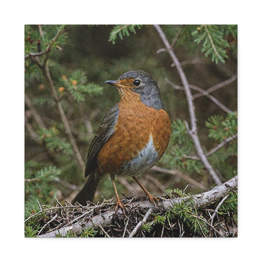American Robin (0164) - Great Pictures Framed