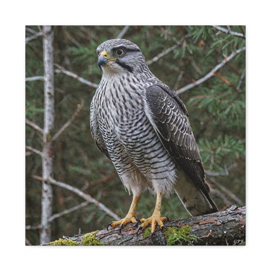 Northern Goshawk (0153) - Great Pictures Framed