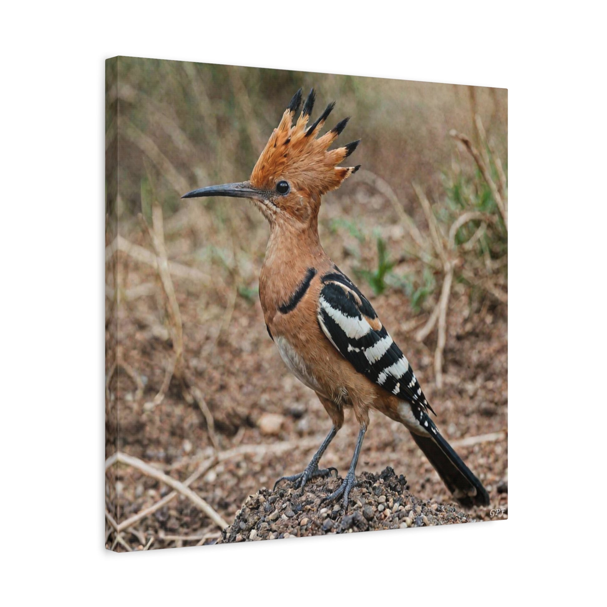 African Hoopoe (0007) - Great Pictures Framed