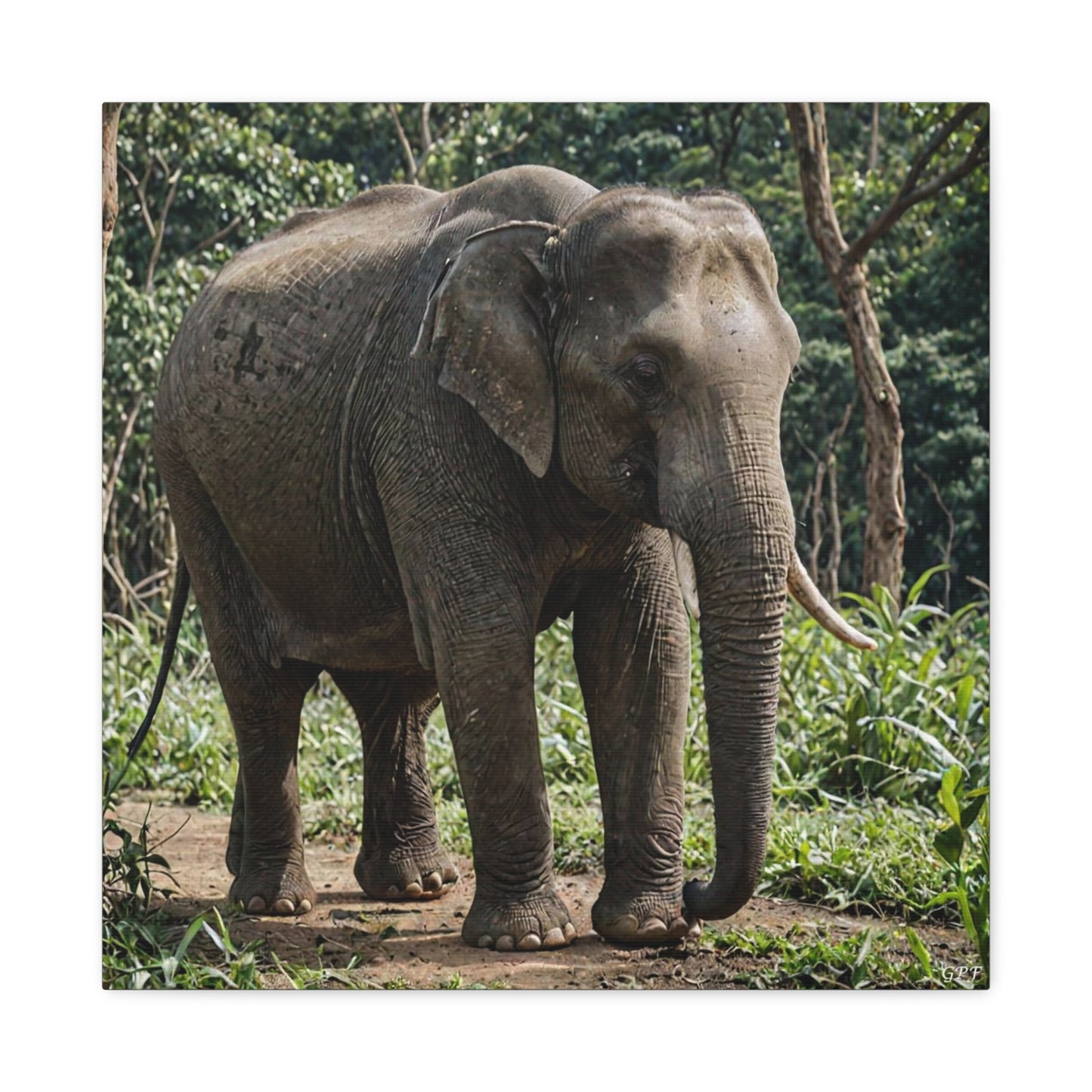 Asian Elephant (160) - Great Pictures Framed
