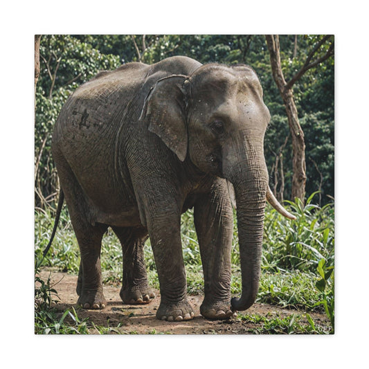 Asian Elephant (160) - Great Pictures Framed