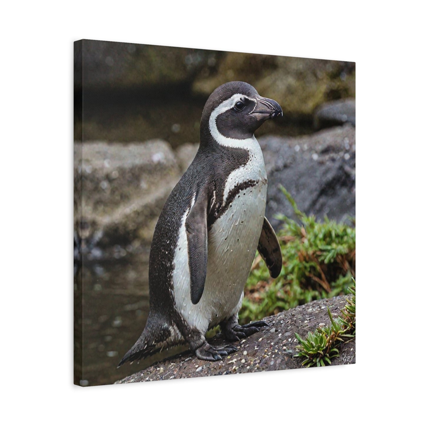 Humboldt Penguin (116) - Great Pictures Framed
