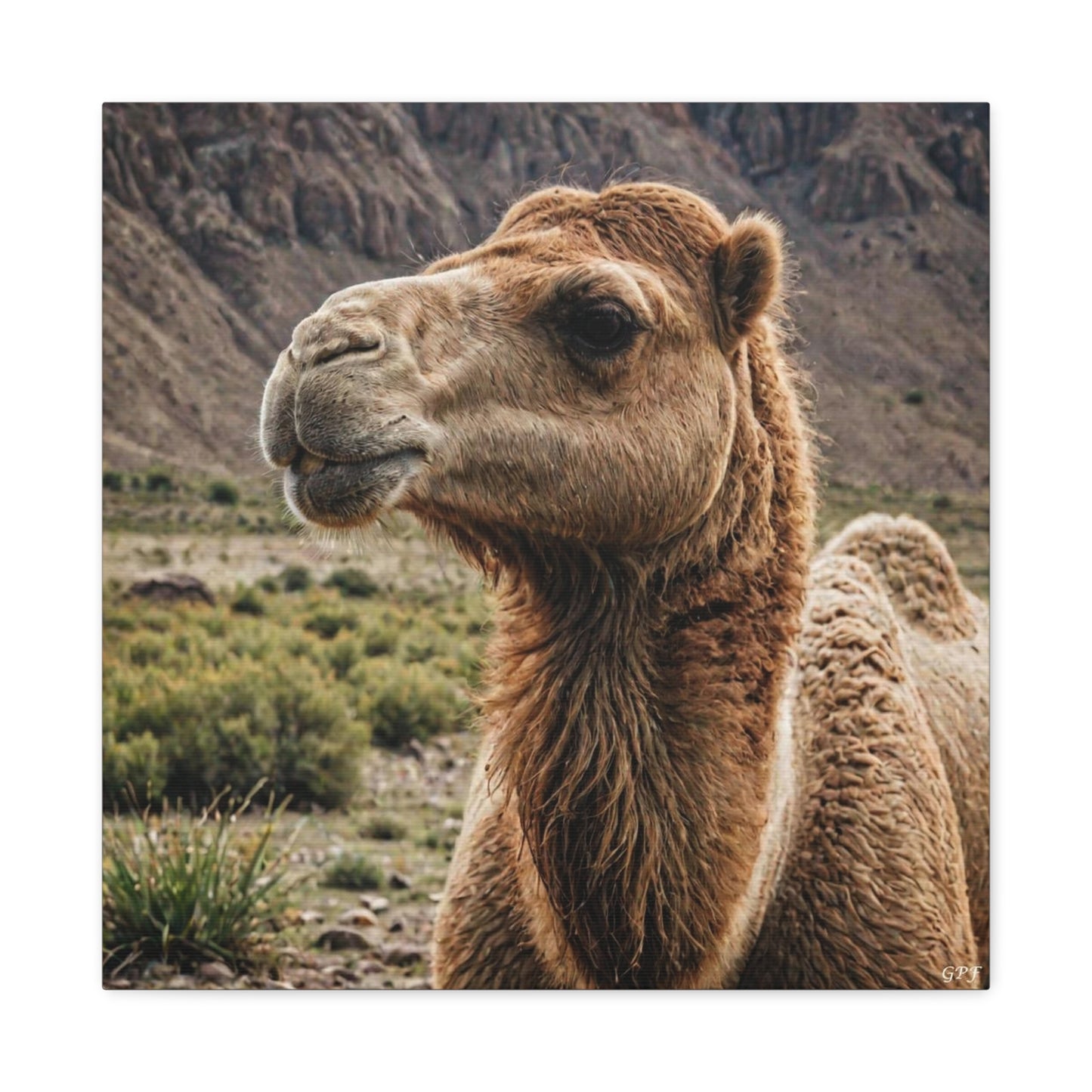 Bactrian Camel (172) - Great Pictures Framed