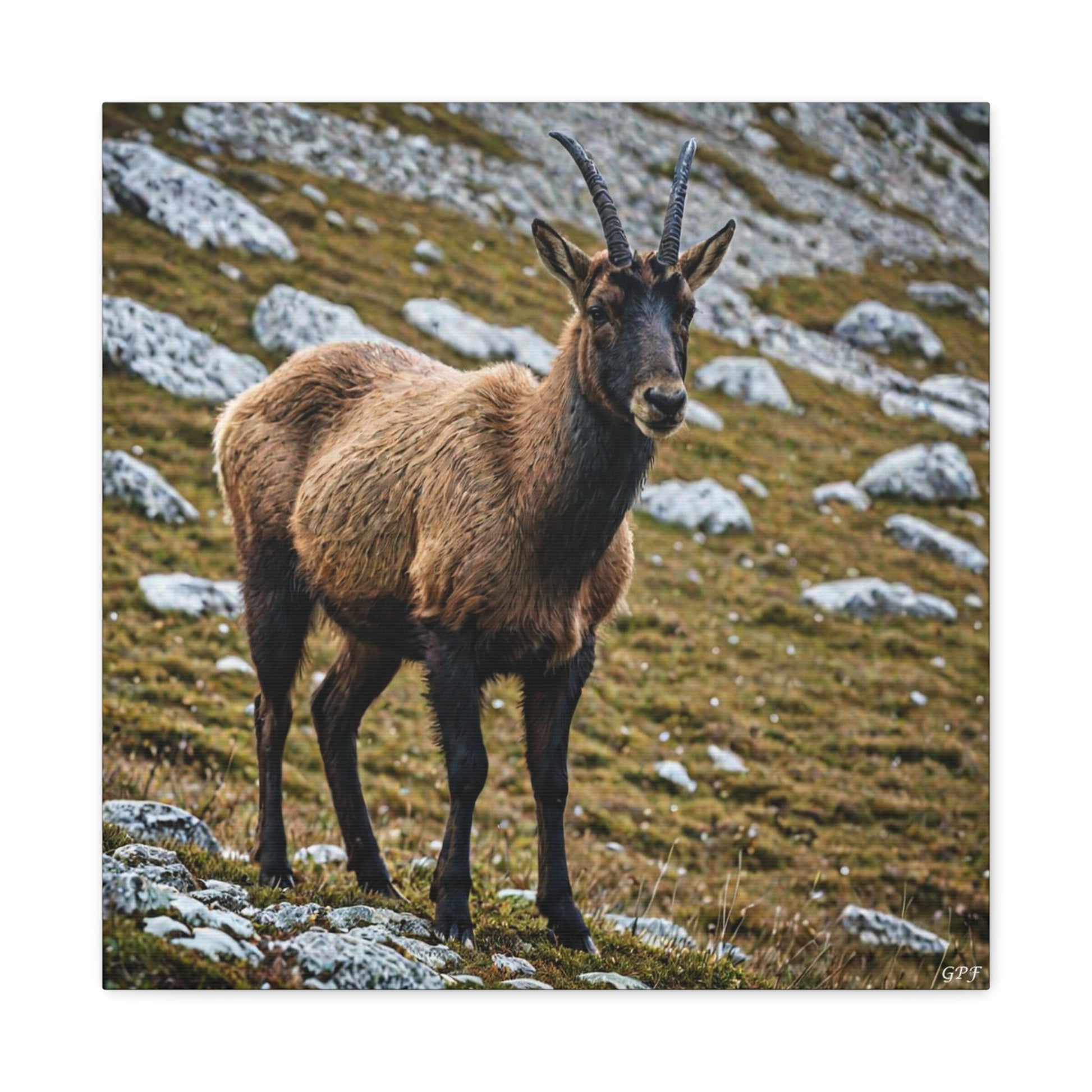 Chamois (135) - Great Pictures Framed