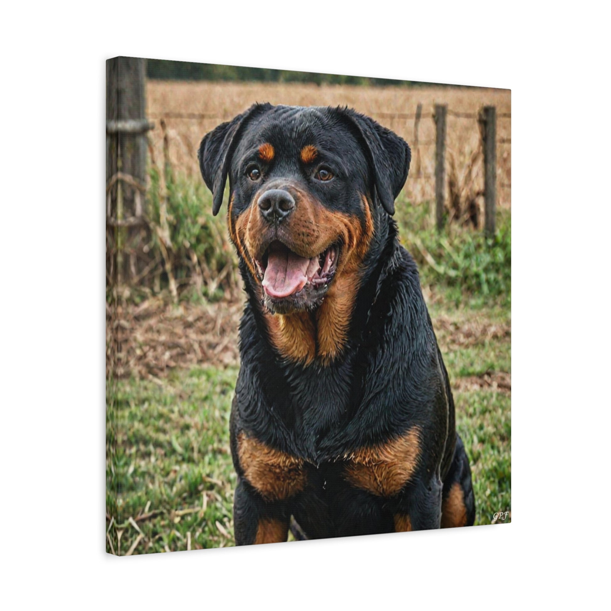 Rottweiler (087) - Great Pictures Framed