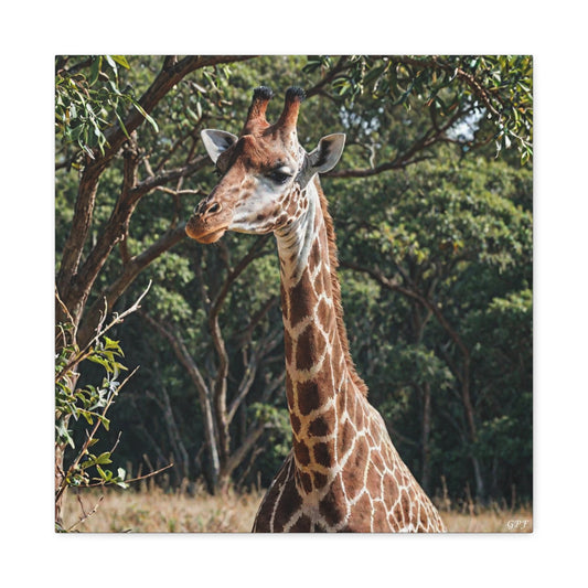 Giraffe (006) - Great Pictures Framed