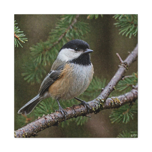 Black-capped Chickadee (0169) - Great Pictures Framed