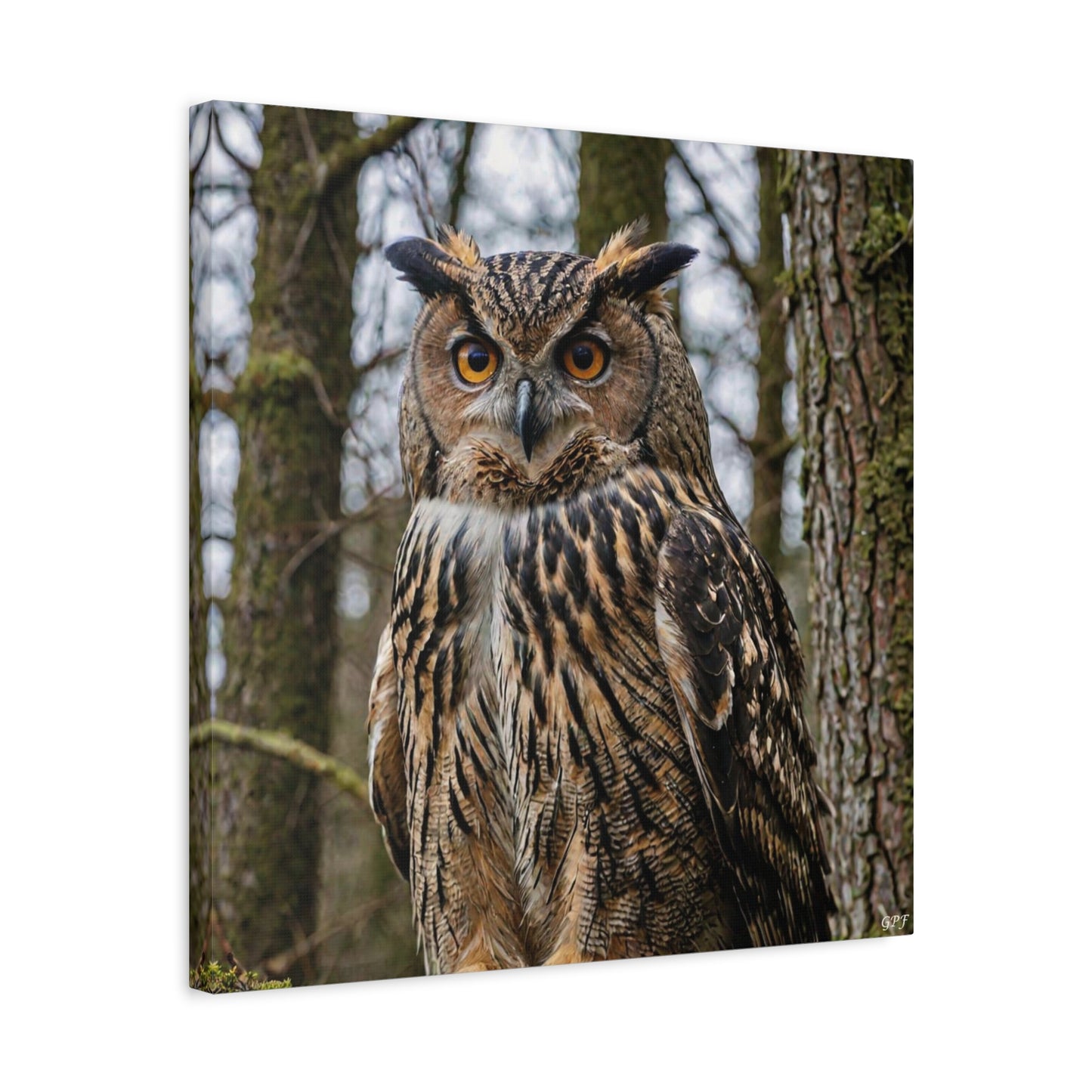 Eurasian Eagle-Owl (0133) - Great Pictures Framed