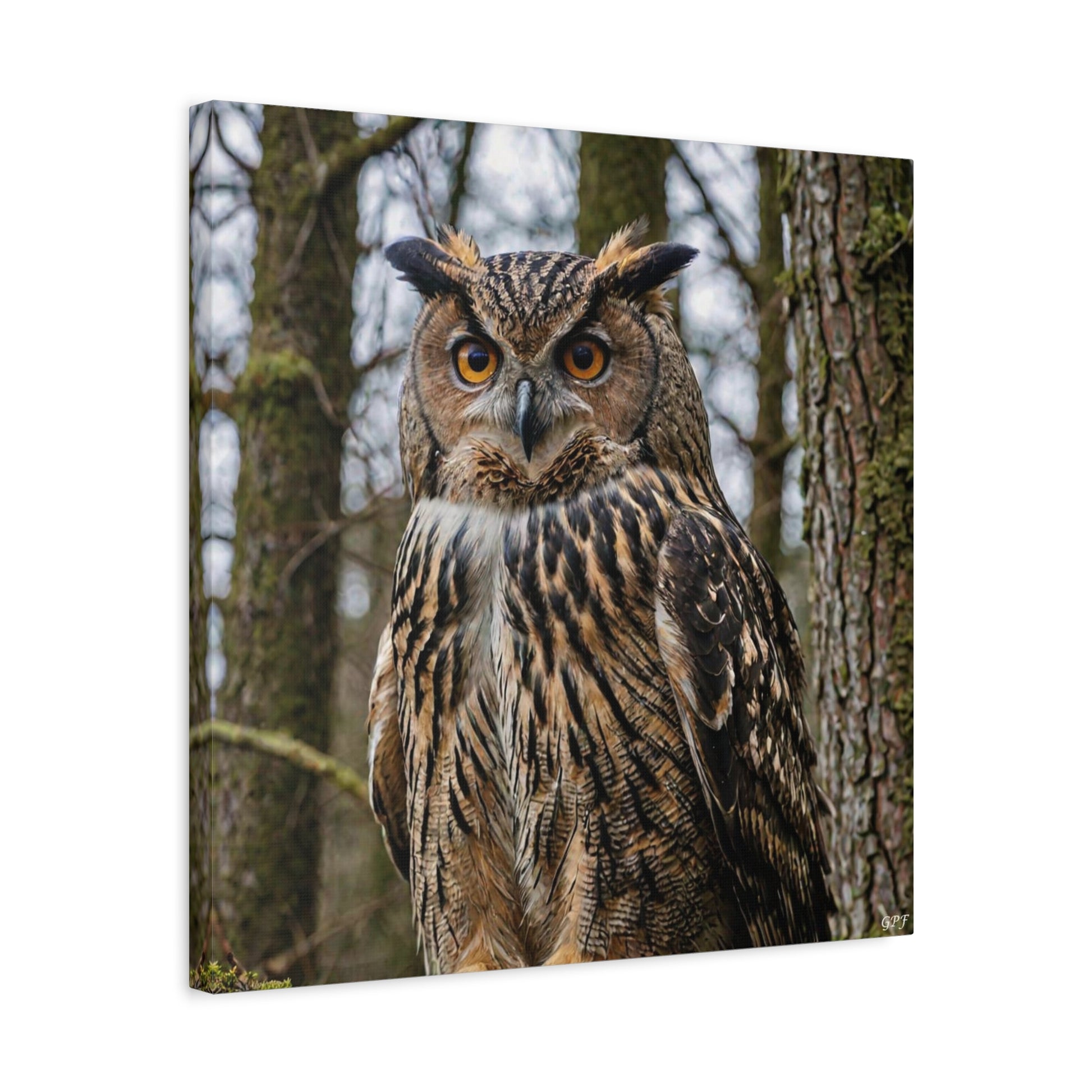 Eurasian Eagle-Owl (0133) - Great Pictures Framed
