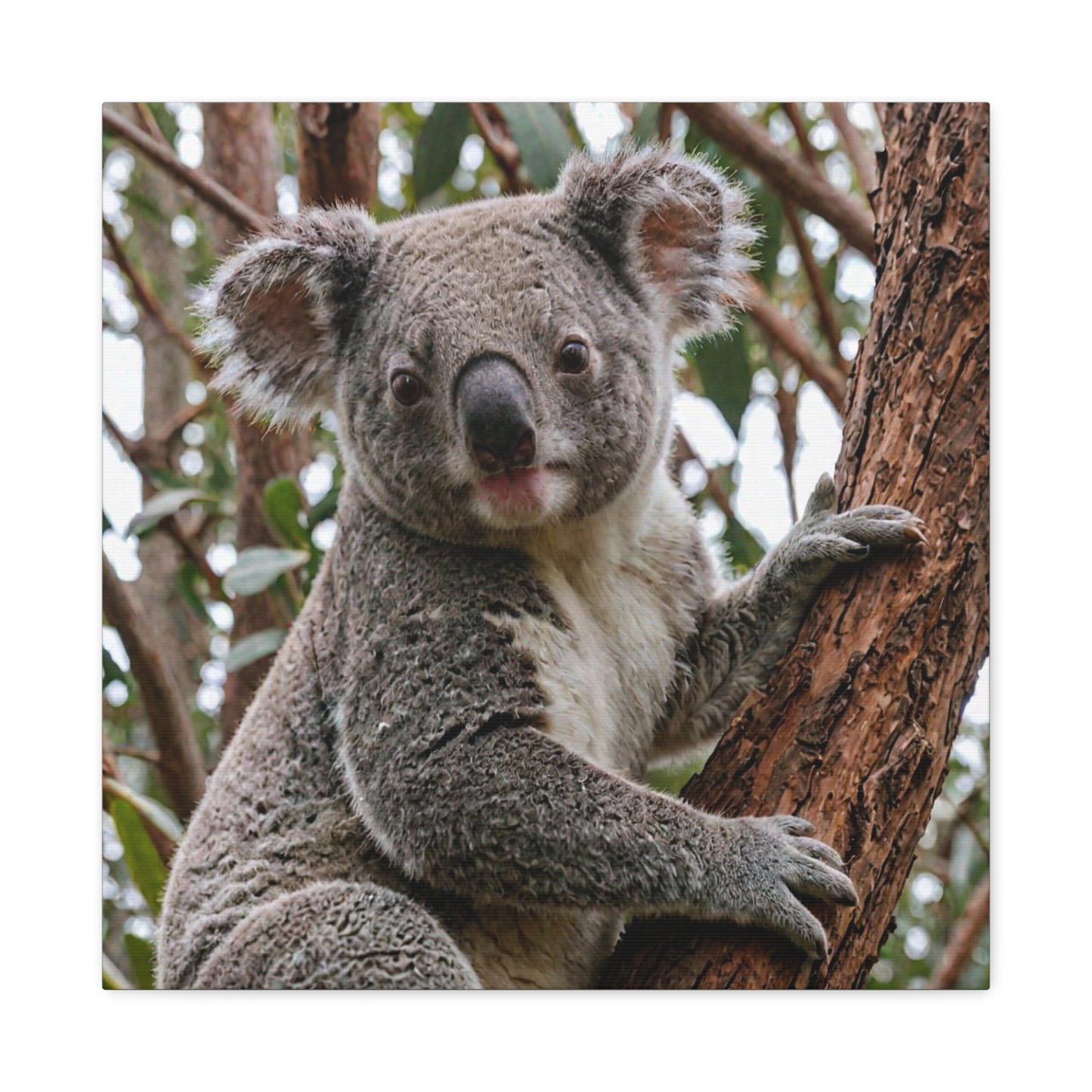 Koala (19) - Great Pictures Framed
