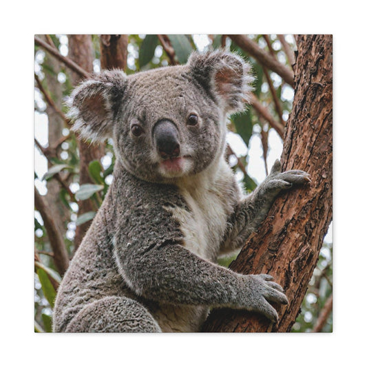 Koala (19) - Great Pictures Framed