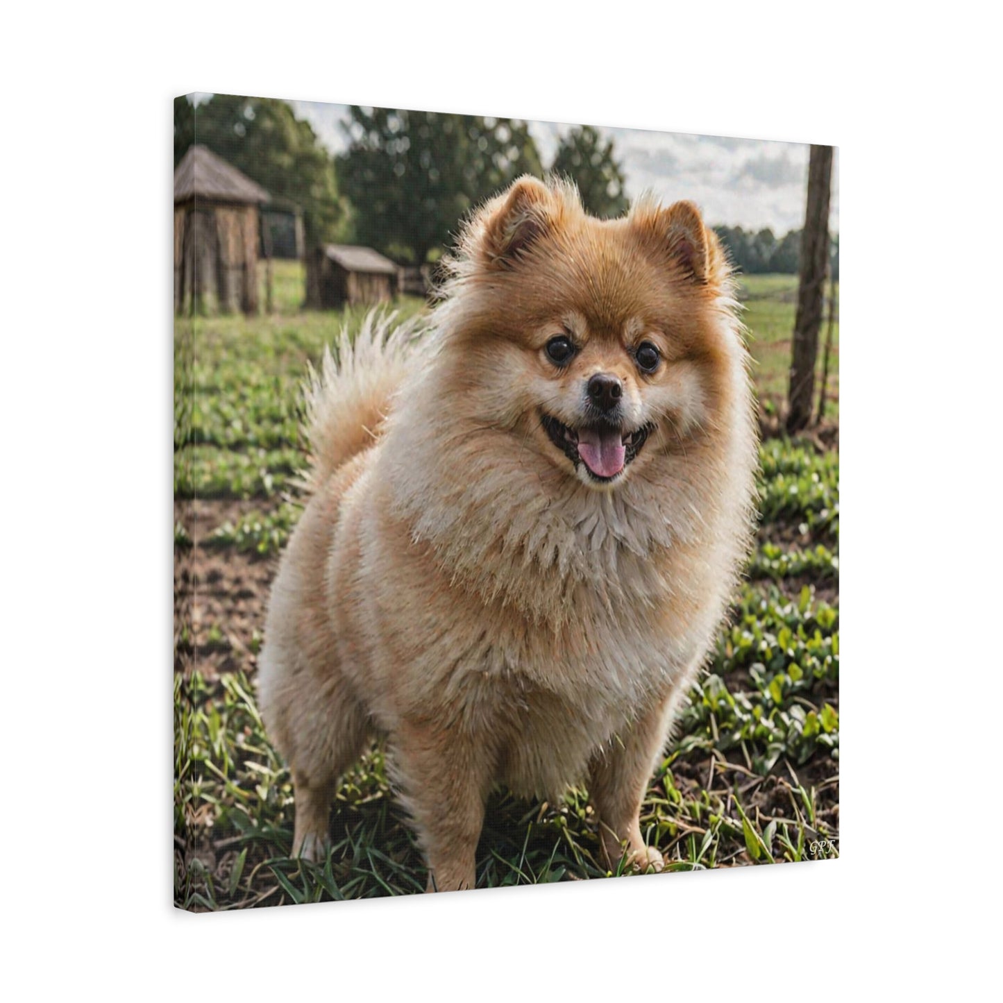 Pomeranian (081) - Great Pictures Framed