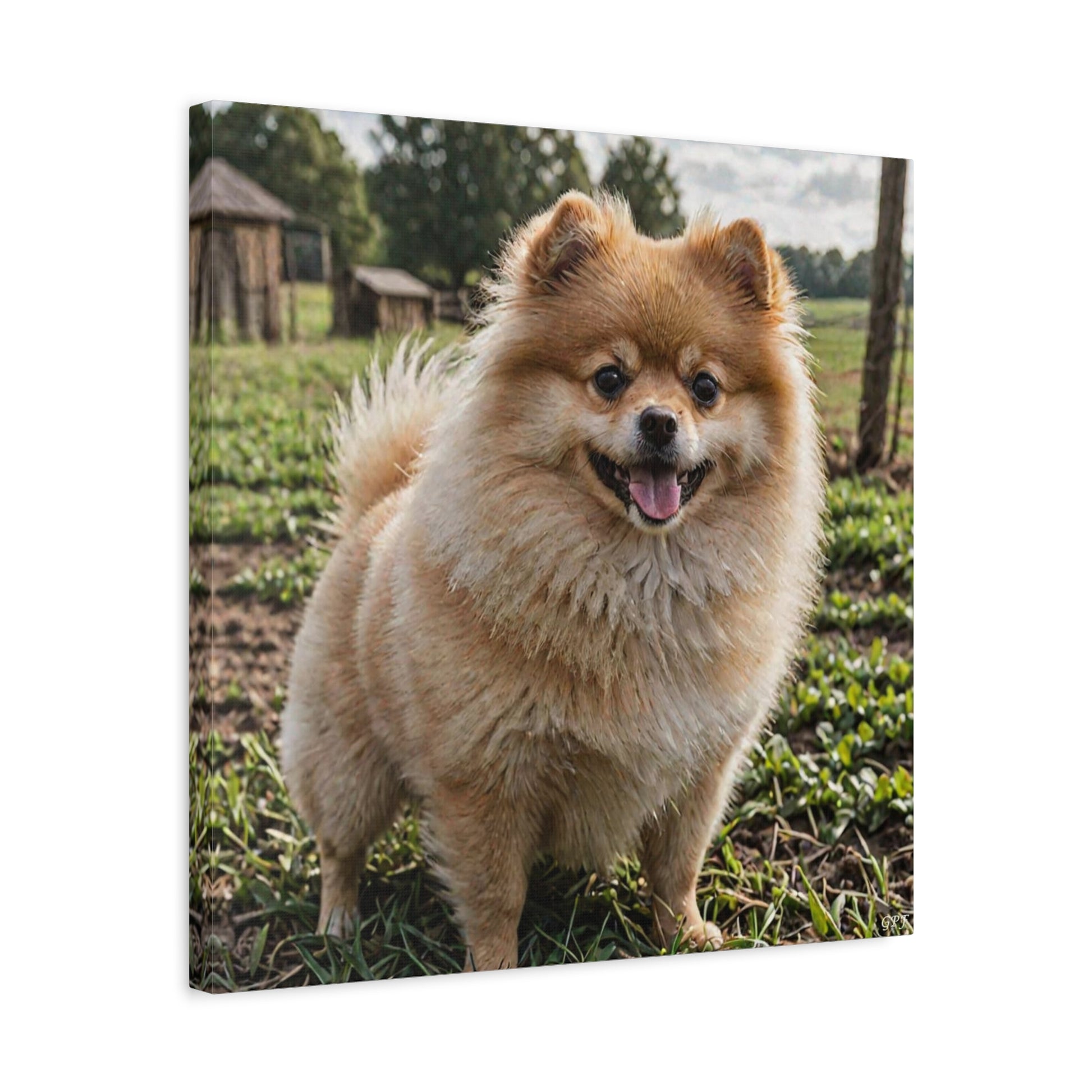 Pomeranian (081) - Great Pictures Framed