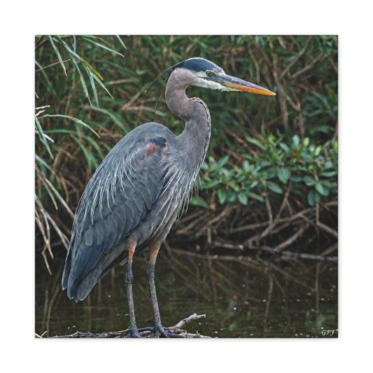 Great Blue Heron (0177) - Great Pictures Framed
