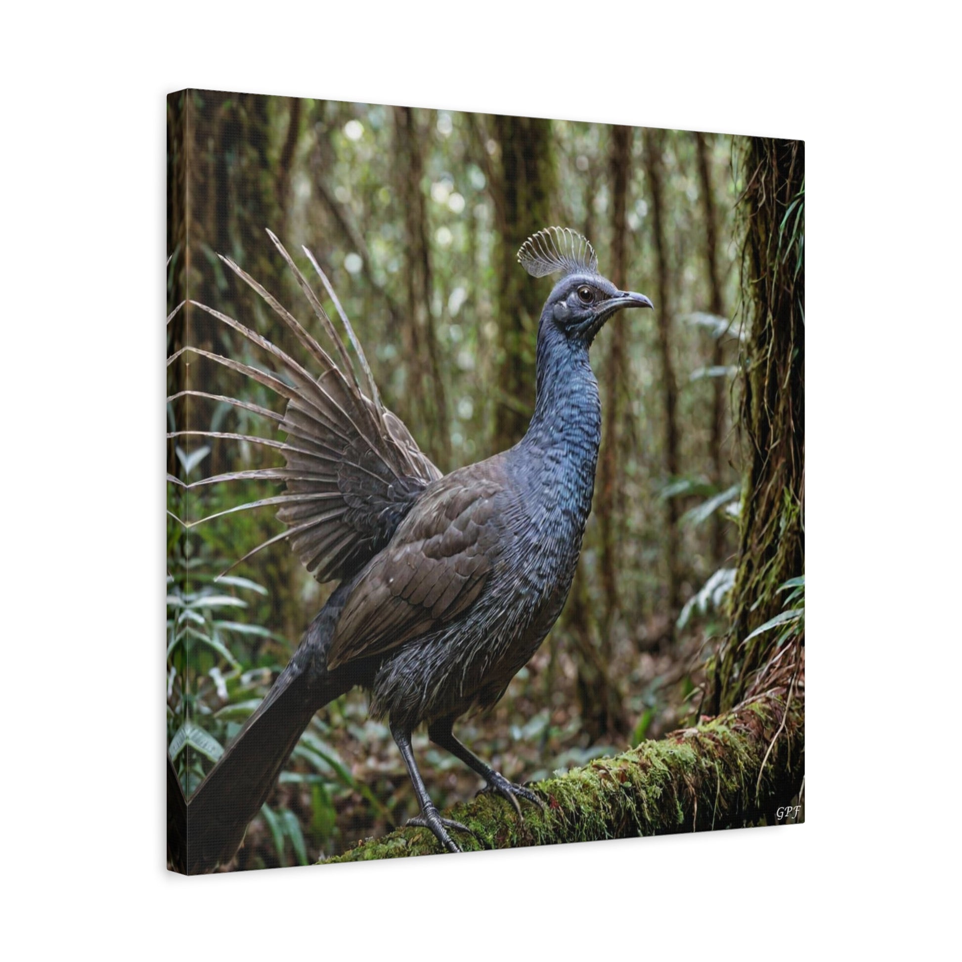Superb Lyrebird (0118) - Great Pictures Framed