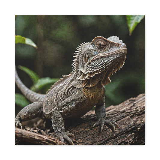 Frilled Lizard (13) - Great Pictures Framed