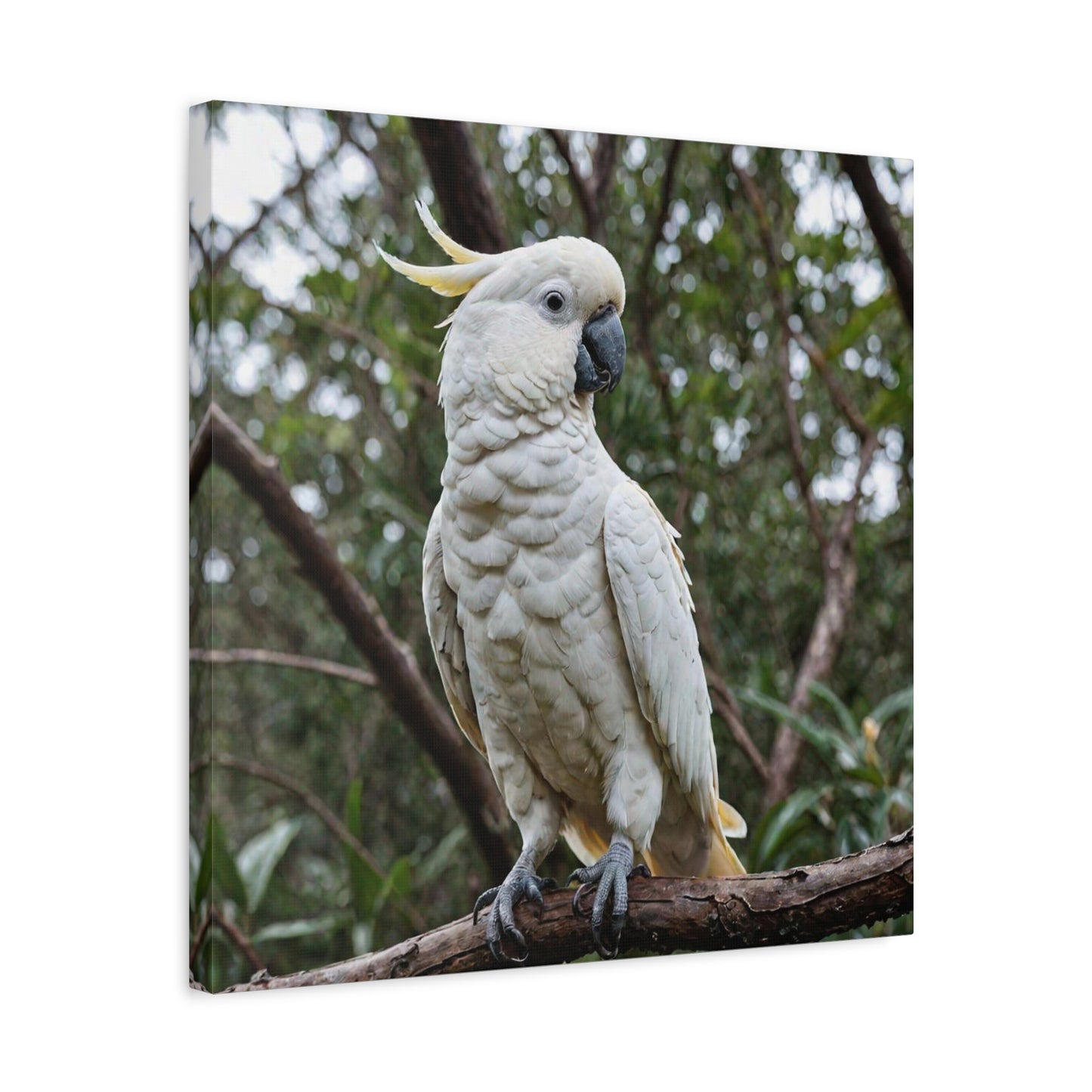 Cockatoo (4) - Great Pictures Framed