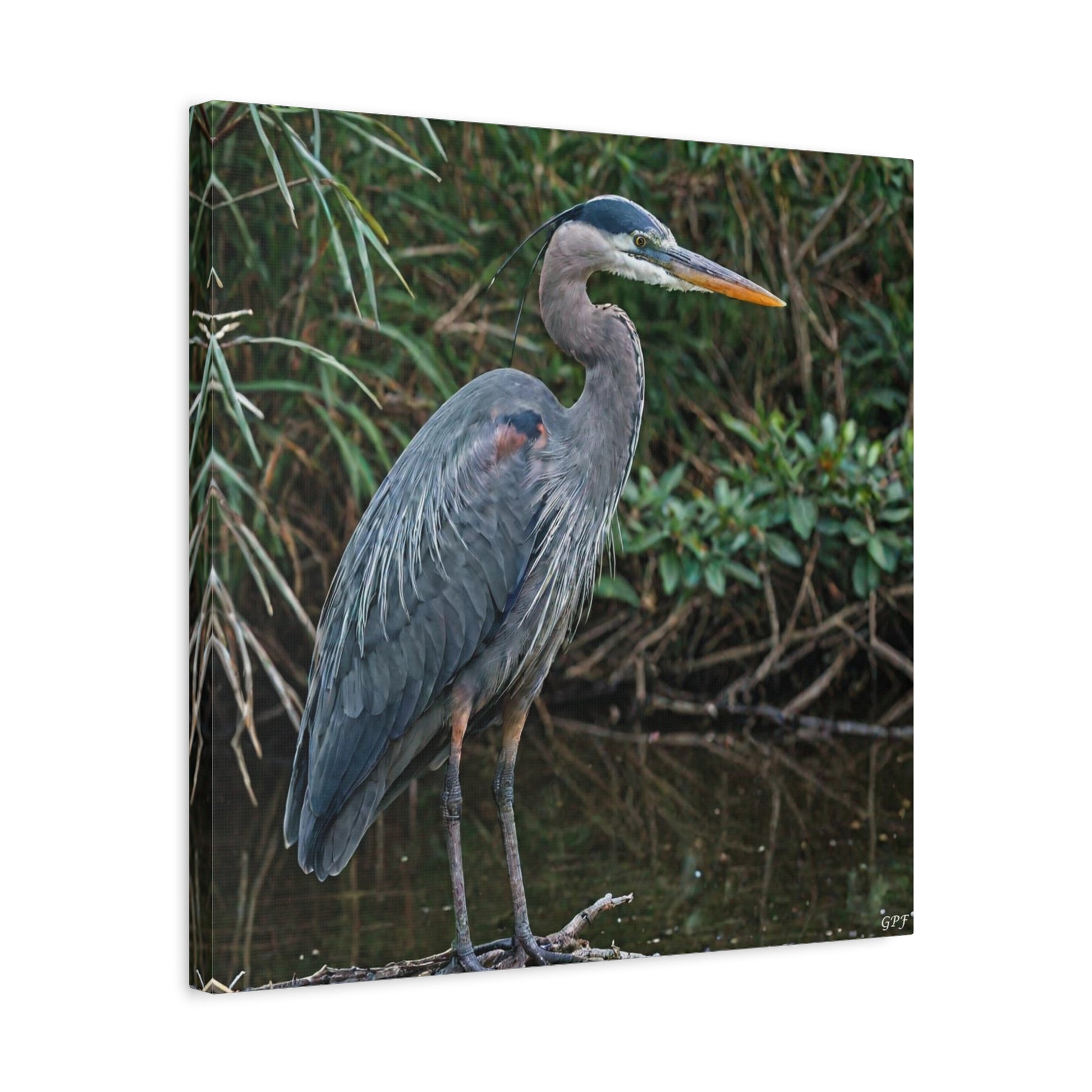 Great Blue Heron (0177) - Great Pictures Framed