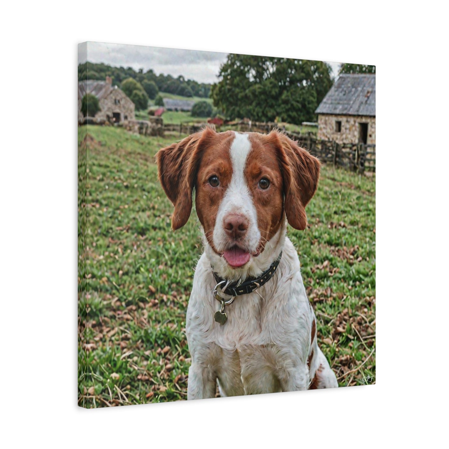 Brittany (030) - Great Pictures Framed