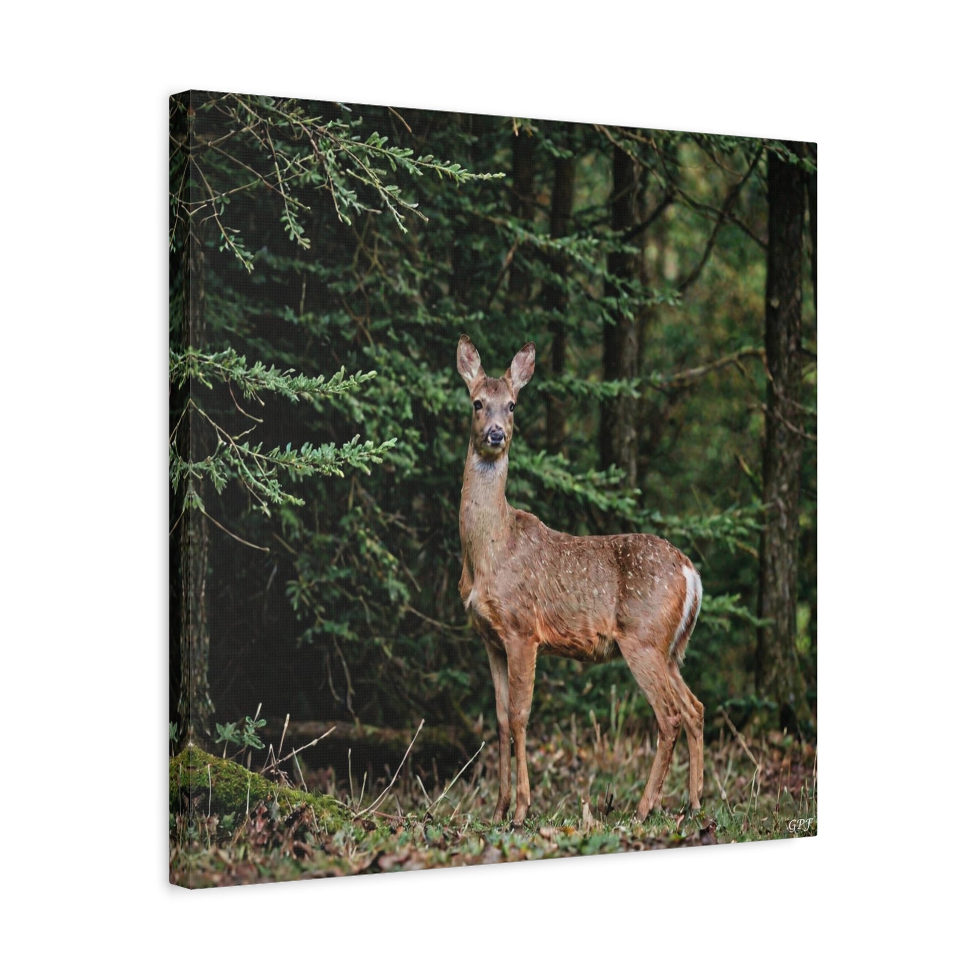 Roe Deer (125) - Great Pictures Framed