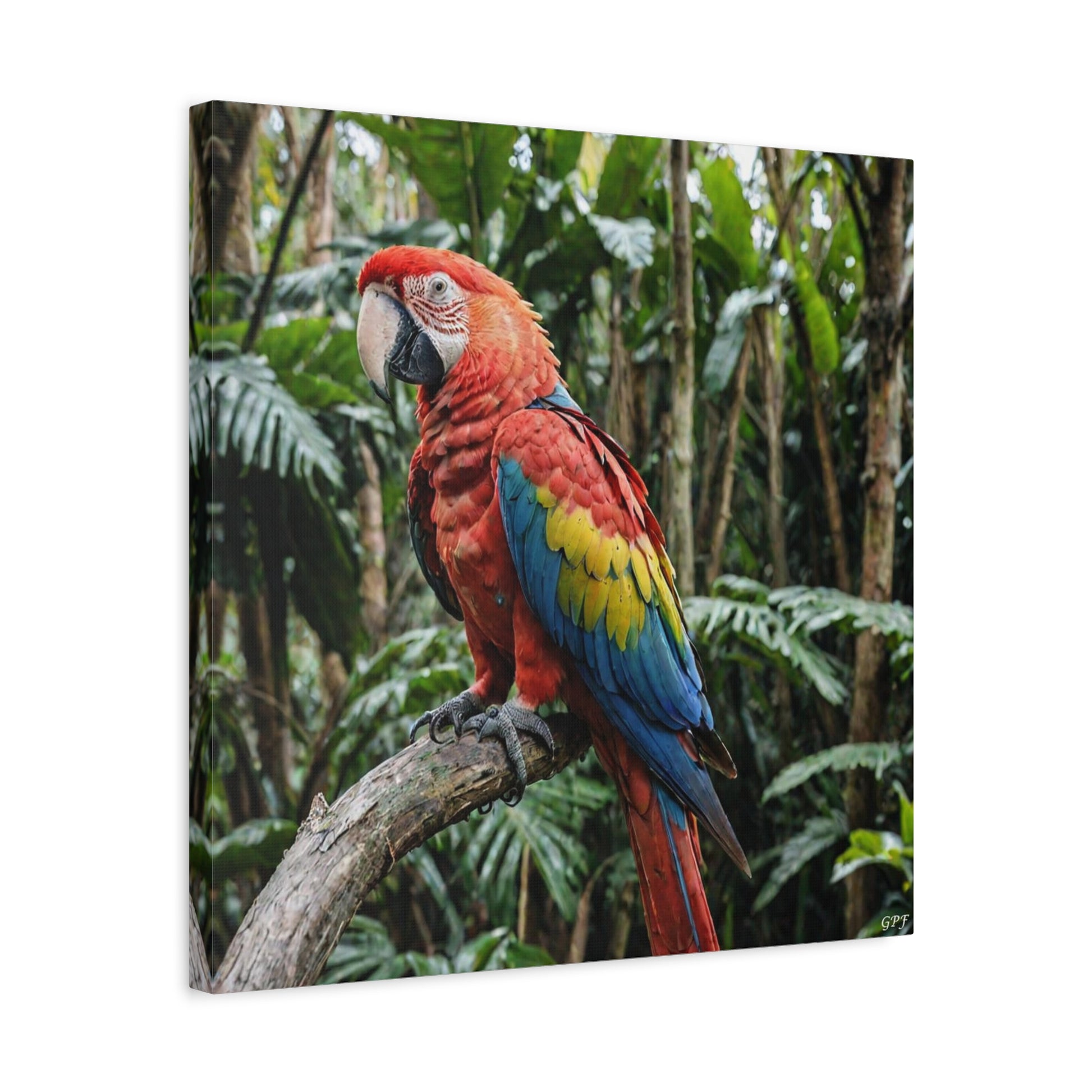 Scarlet Macaw (0231) - Great Pictures Framed