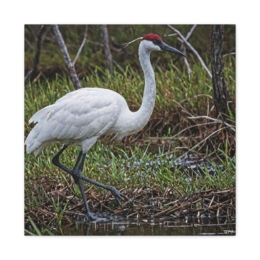Whooping Crane (0195) - Great Pictures Framed