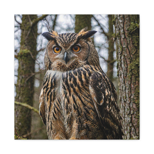 Eurasian Eagle-Owl (0133) - Great Pictures Framed