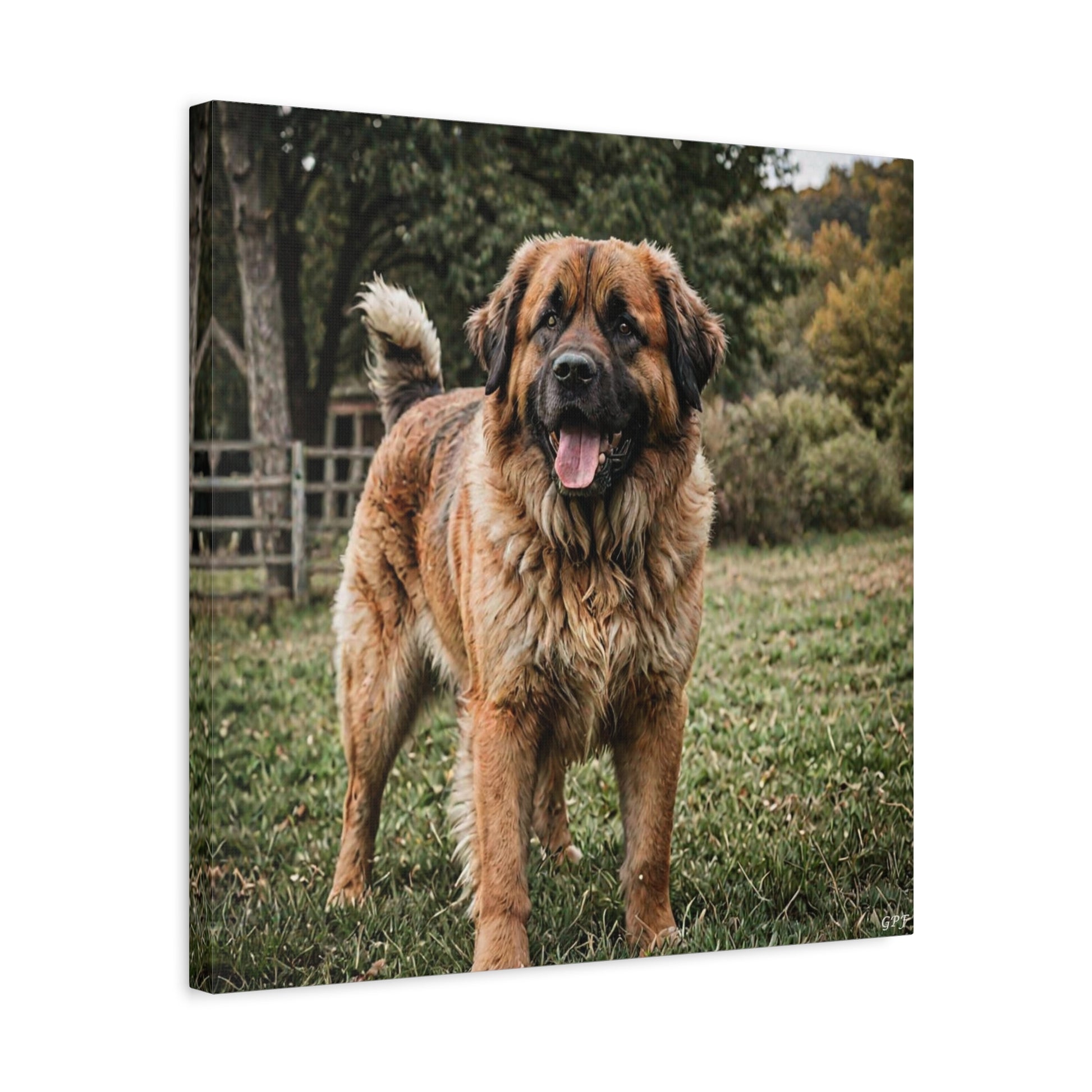 Leonberger (064) - Great Pictures Framed