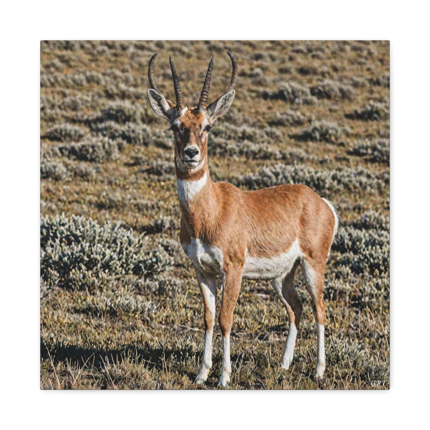 Pronghorn (057) - Great Pictures Framed