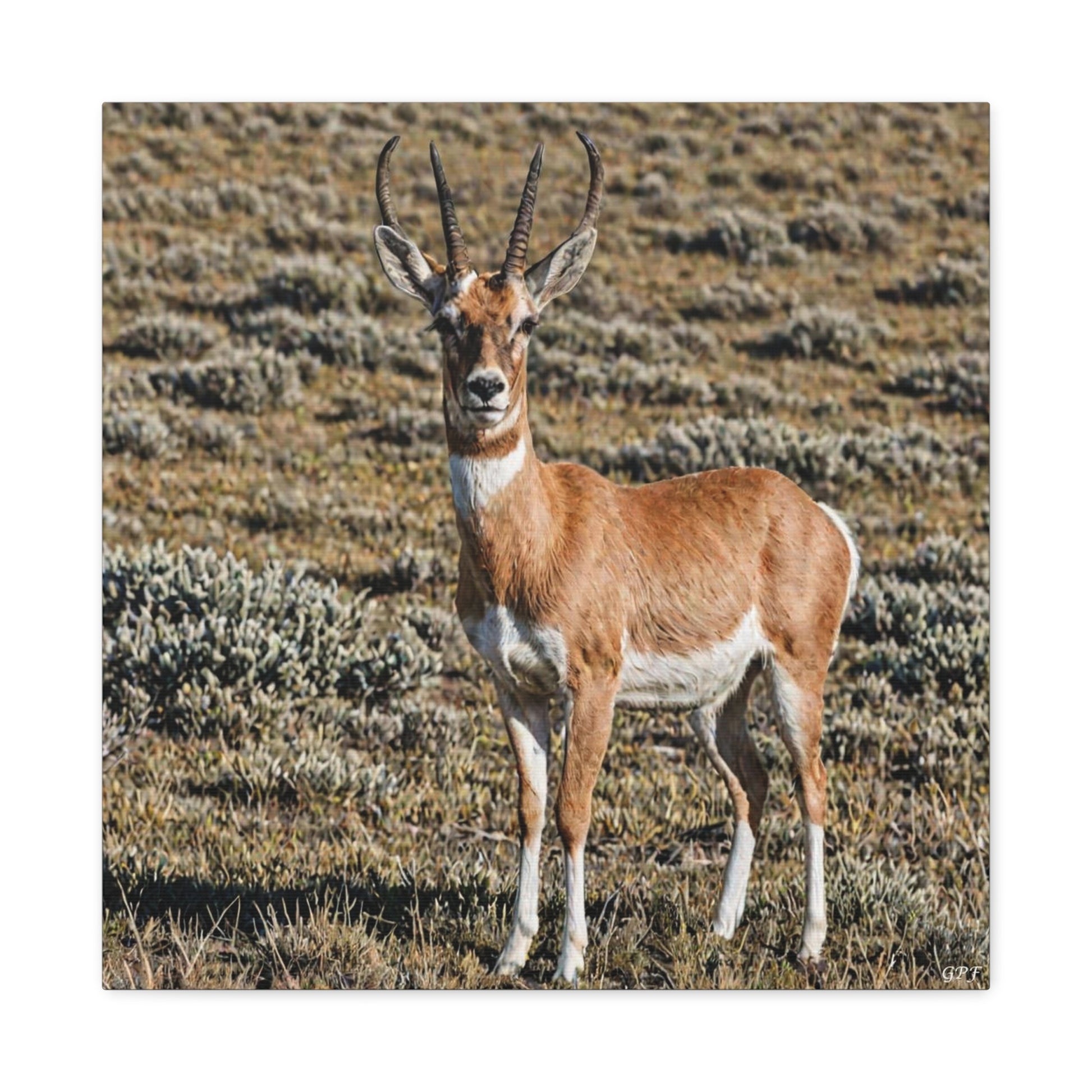 Pronghorn (057) - Great Pictures Framed