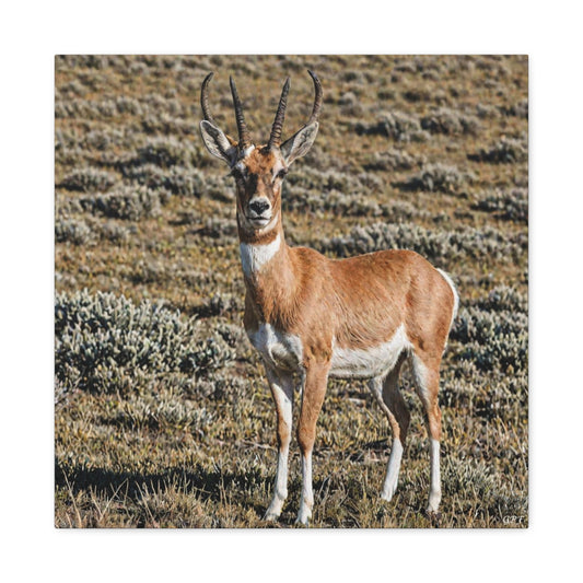 Pronghorn (057) - Great Pictures Framed