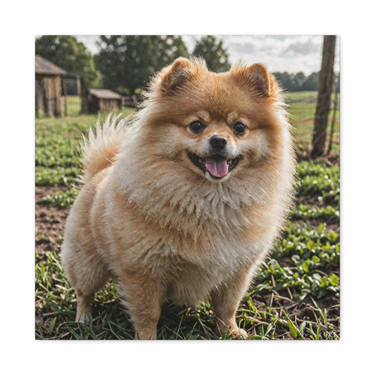 Pomeranian (081) - Great Pictures Framed