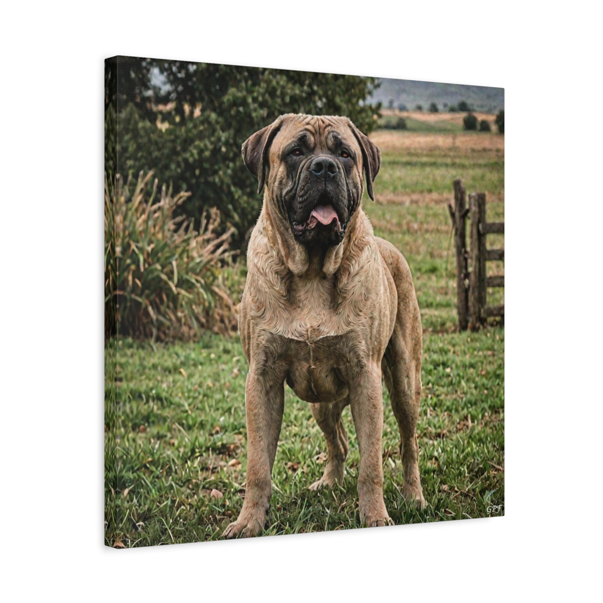 Mastiff (069) - Great Pictures Framed