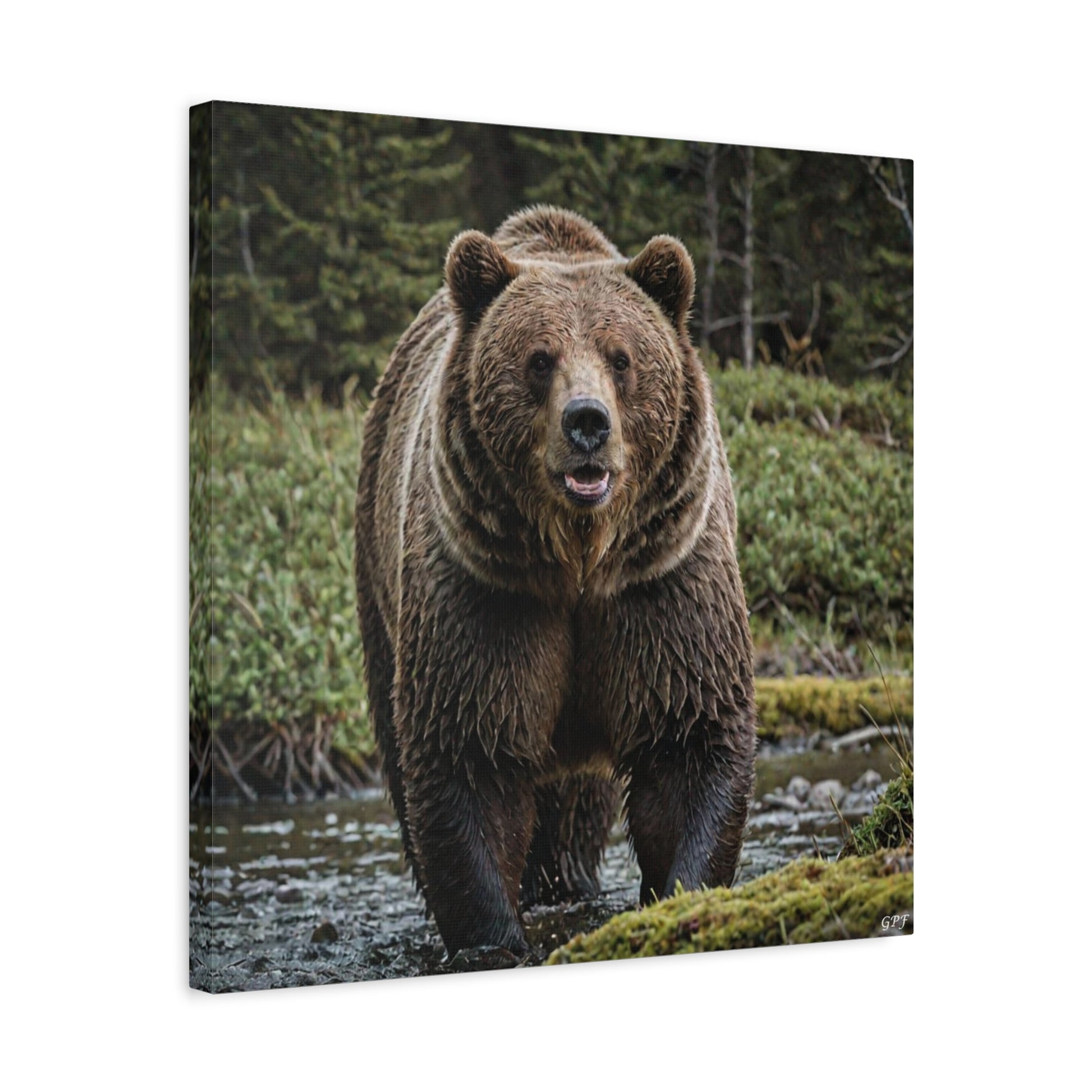 Grizzly Bear (043) - Great Pictures Framed