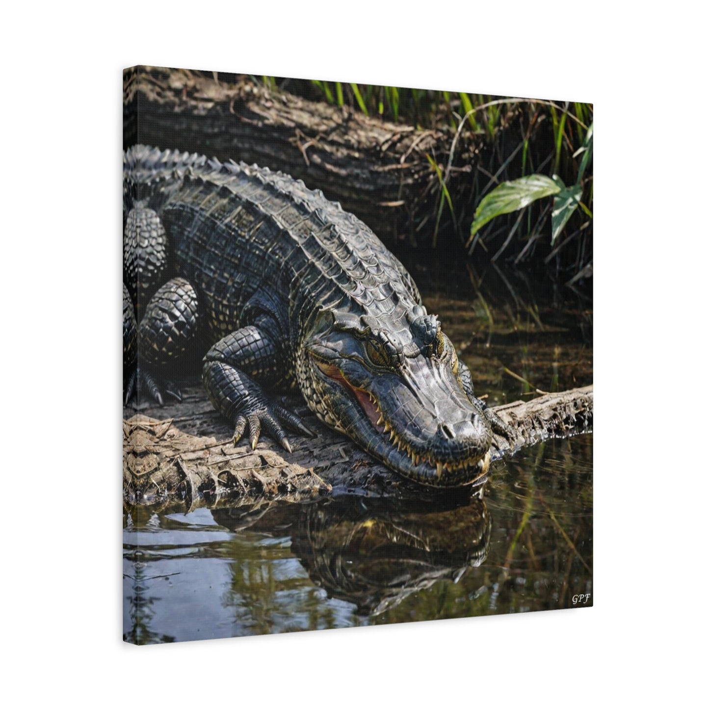 American Alligator (053) - Great Pictures Framed