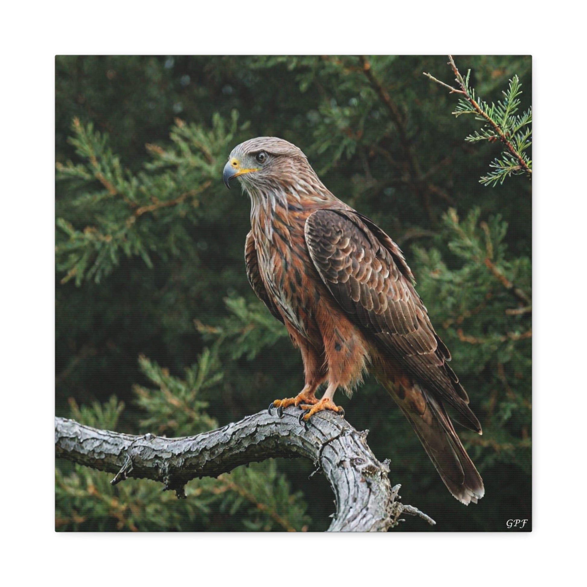 Red Kite (0157) - Great Pictures Framed