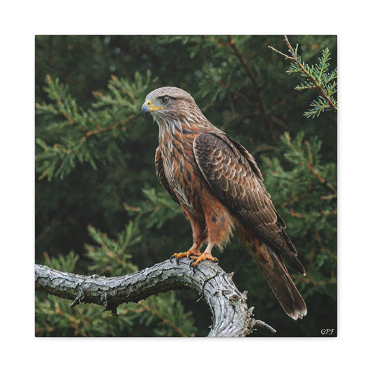 Red Kite (0157) - Great Pictures Framed