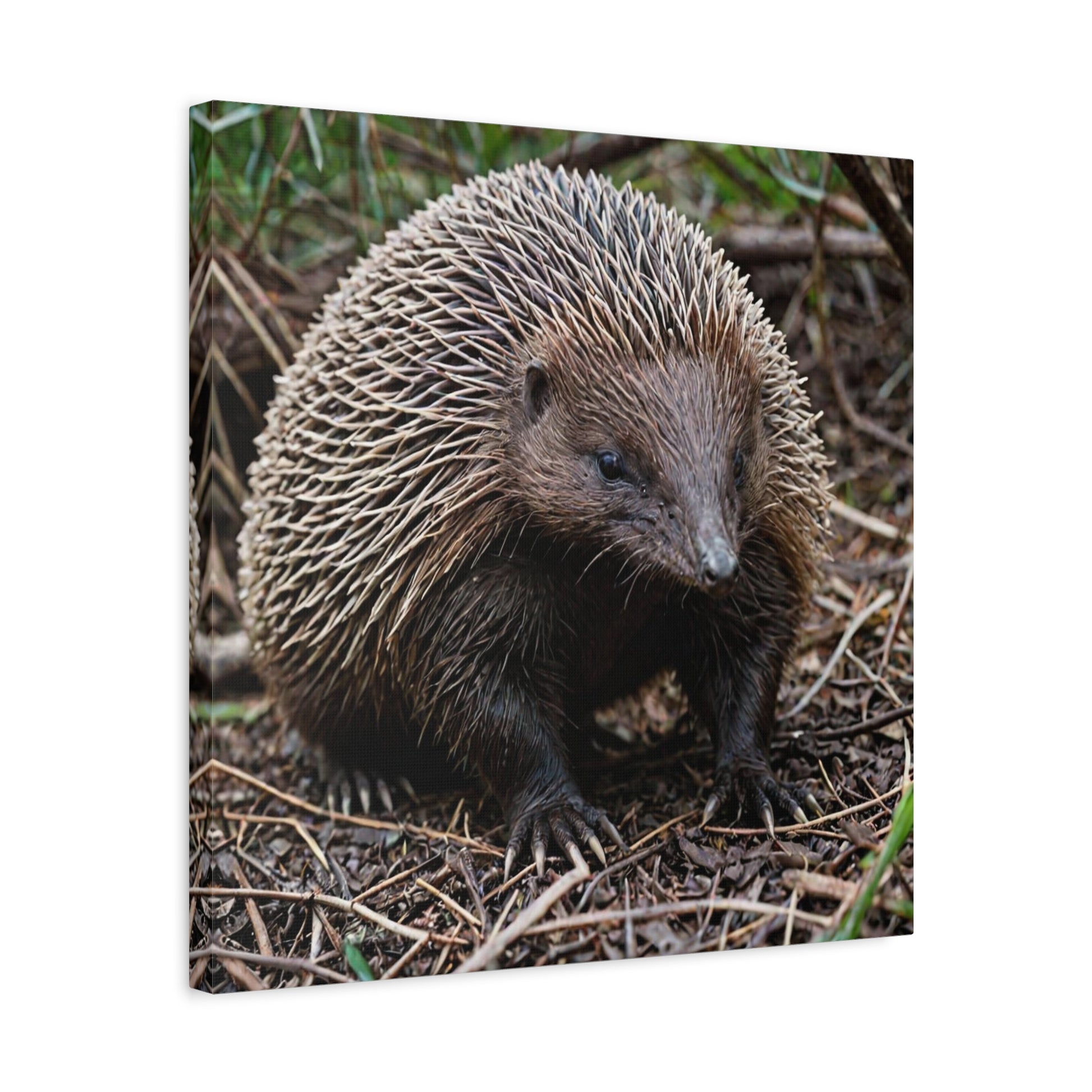 Echidna (8) - Great Pictures Framed