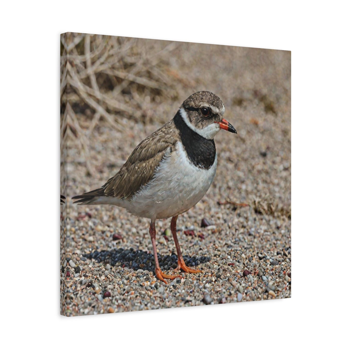 Hooded Plover (0100) - Great Pictures Framed