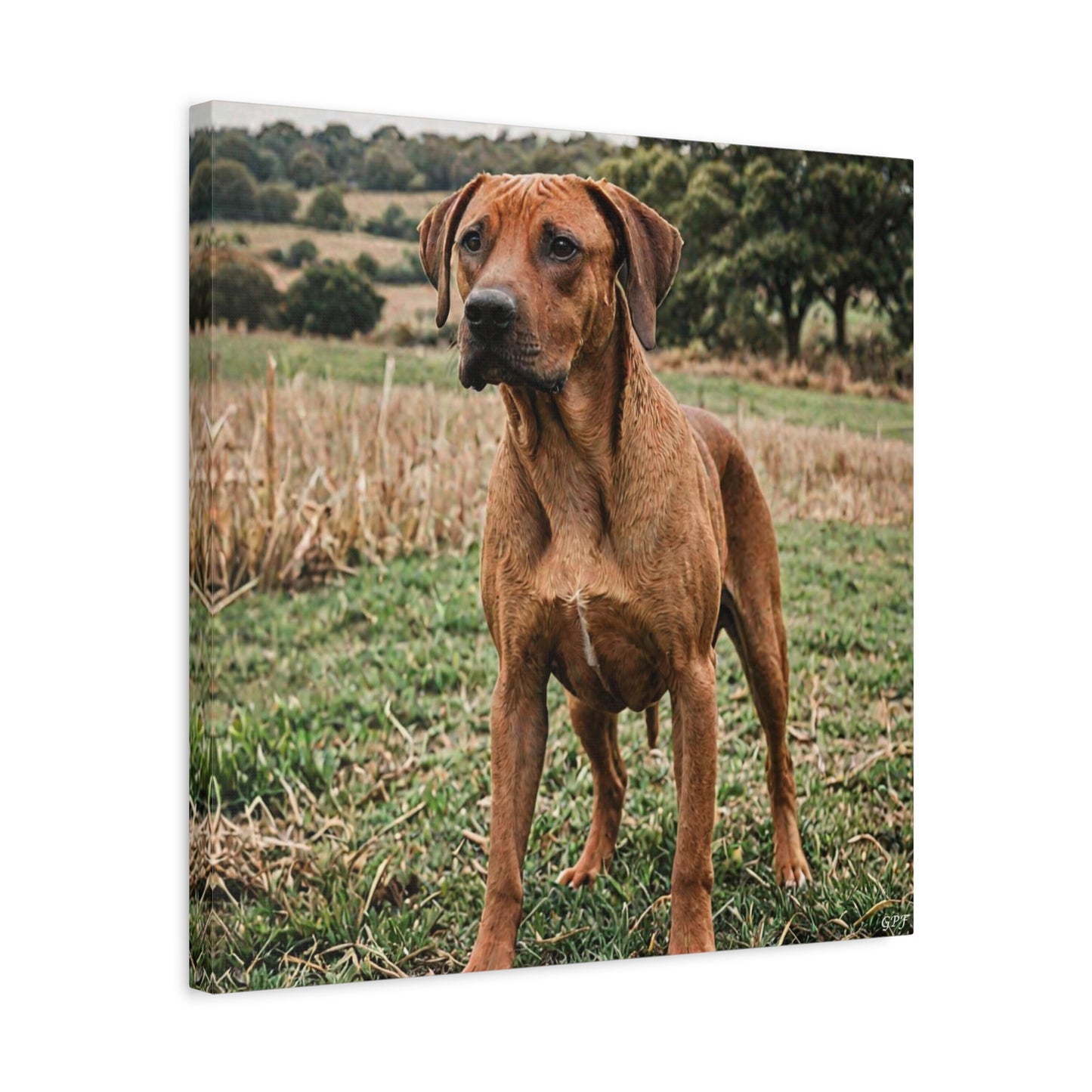 Rhodesian Ridgeback (084) - Great Pictures Framed